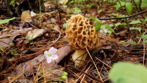 Read more about the article where to find morel mushrooms near me