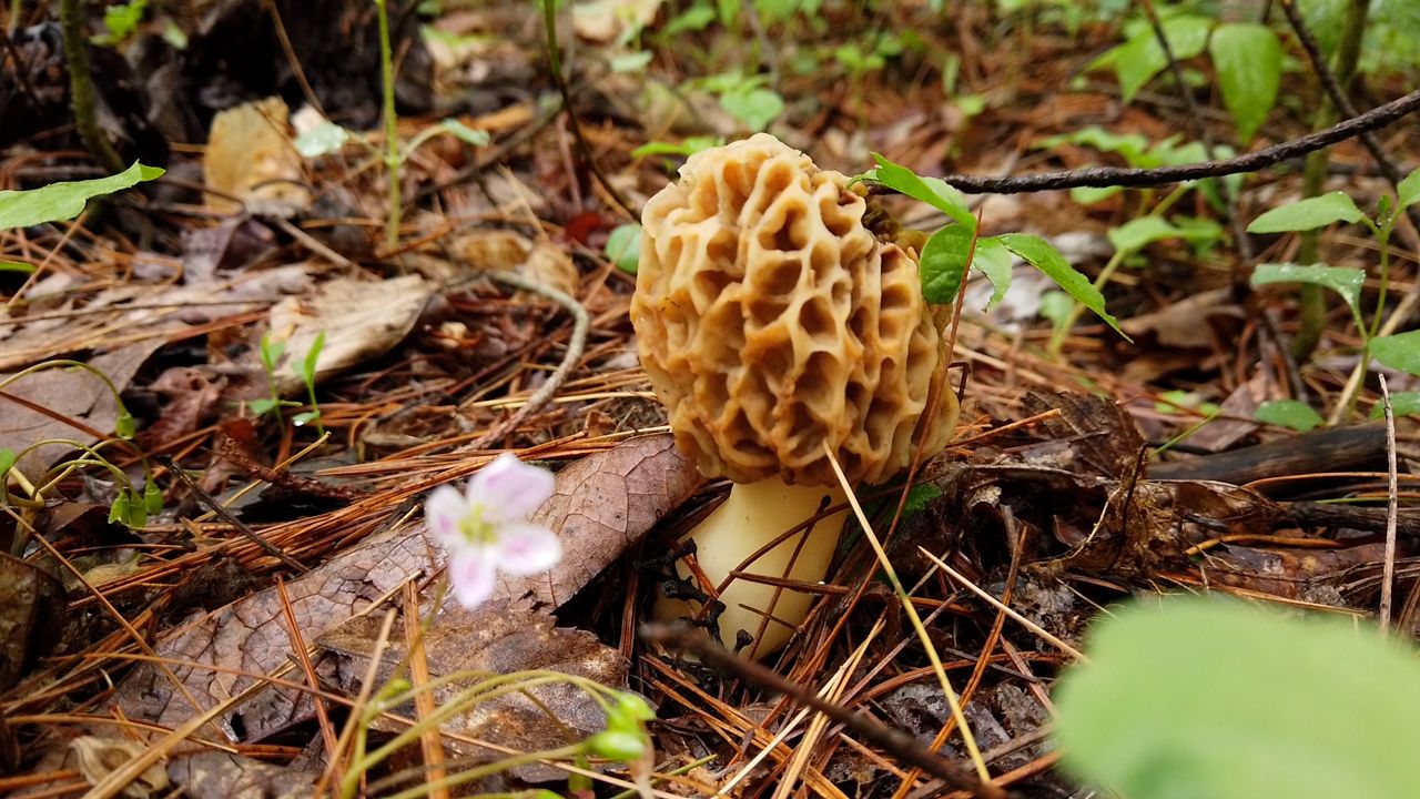 Read more about the article where to find morel mushrooms near me