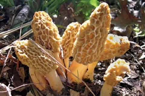 Read more about the article Finding Morel Mushrooms Near Me