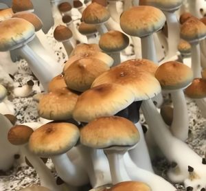 Read more about the article Purple mystic mushroom
