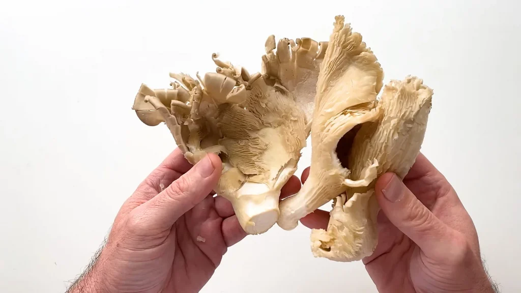 Read more about the article Oyster mushrooms near me