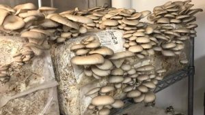 Read more about the article What is the easiest way to grow mushrooms for beginners?