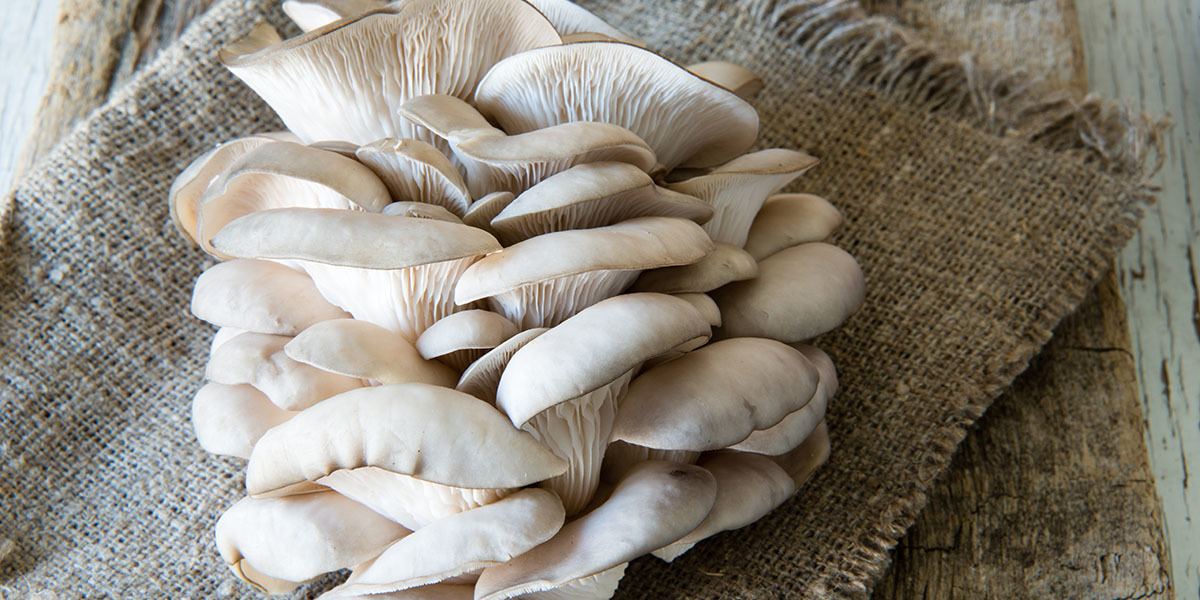 Read more about the article Oyster mushrooms