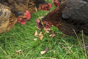Read more about the article Can chickens eat mushrooms