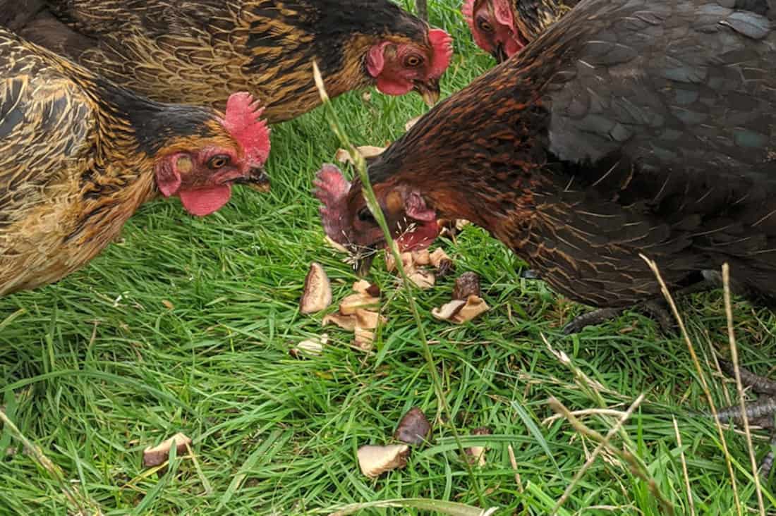 Read more about the article Can chickens eat mushrooms