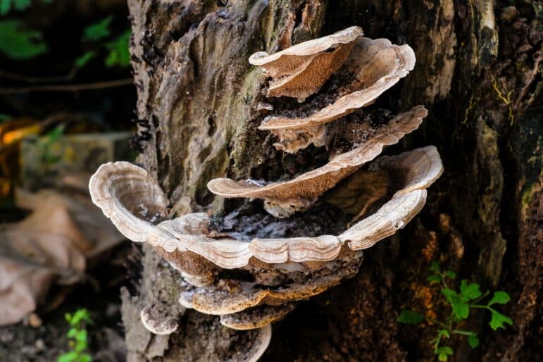 Read more about the article Fungi