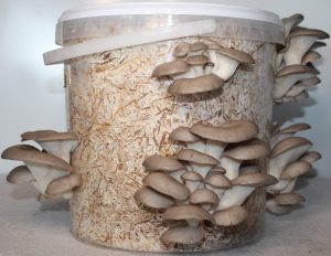 Read more about the article Mushroom growing kit