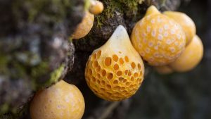 Read more about the article What are the 4 types of fungi?