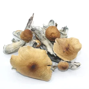 Koh Samui Dried Magic Mushrooms