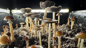 Read more about the article Magic mushrooms have the potential to be an effective antidepressant, according to new research.