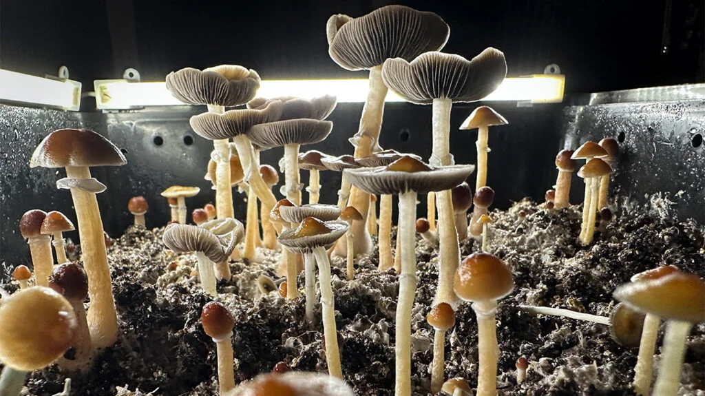 Read more about the article Magic mushrooms have the potential to be an effective antidepressant, according to new research.