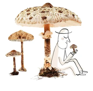 Read more about the article some facts about mushrooms