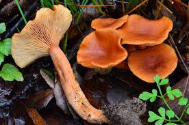 Read more about the article Candy cap powder benefits