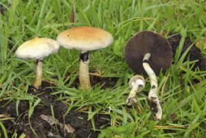 Read more about the article Golden emperor mushrooms