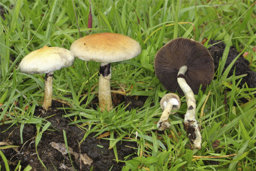 Read more about the article Golden emperor mushrooms