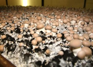 Read more about the article How did the cultivation of mushrooms evolve over time, particularly in Northern Limburg and North Brabant?