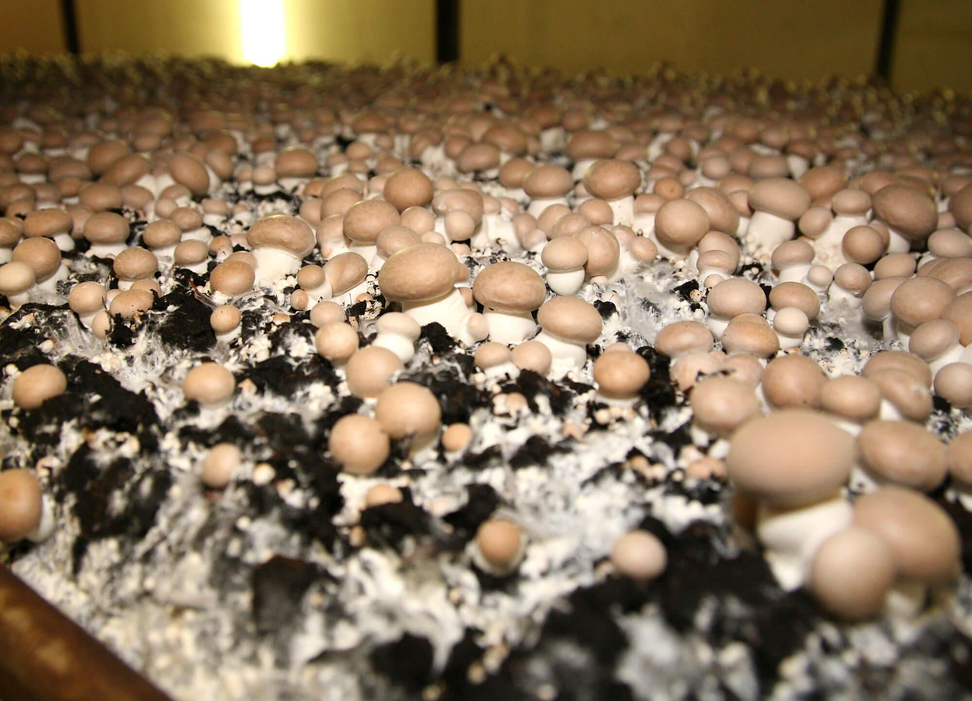 Read more about the article How did the cultivation of mushrooms evolve over time, particularly in Northern Limburg and North Brabant?