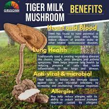 Read more about the article What is tiger milk mushroom good for?