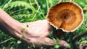 Read more about the article Tiger milk mushroom benefits