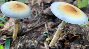 Read more about the article Tidal wave mushrooms