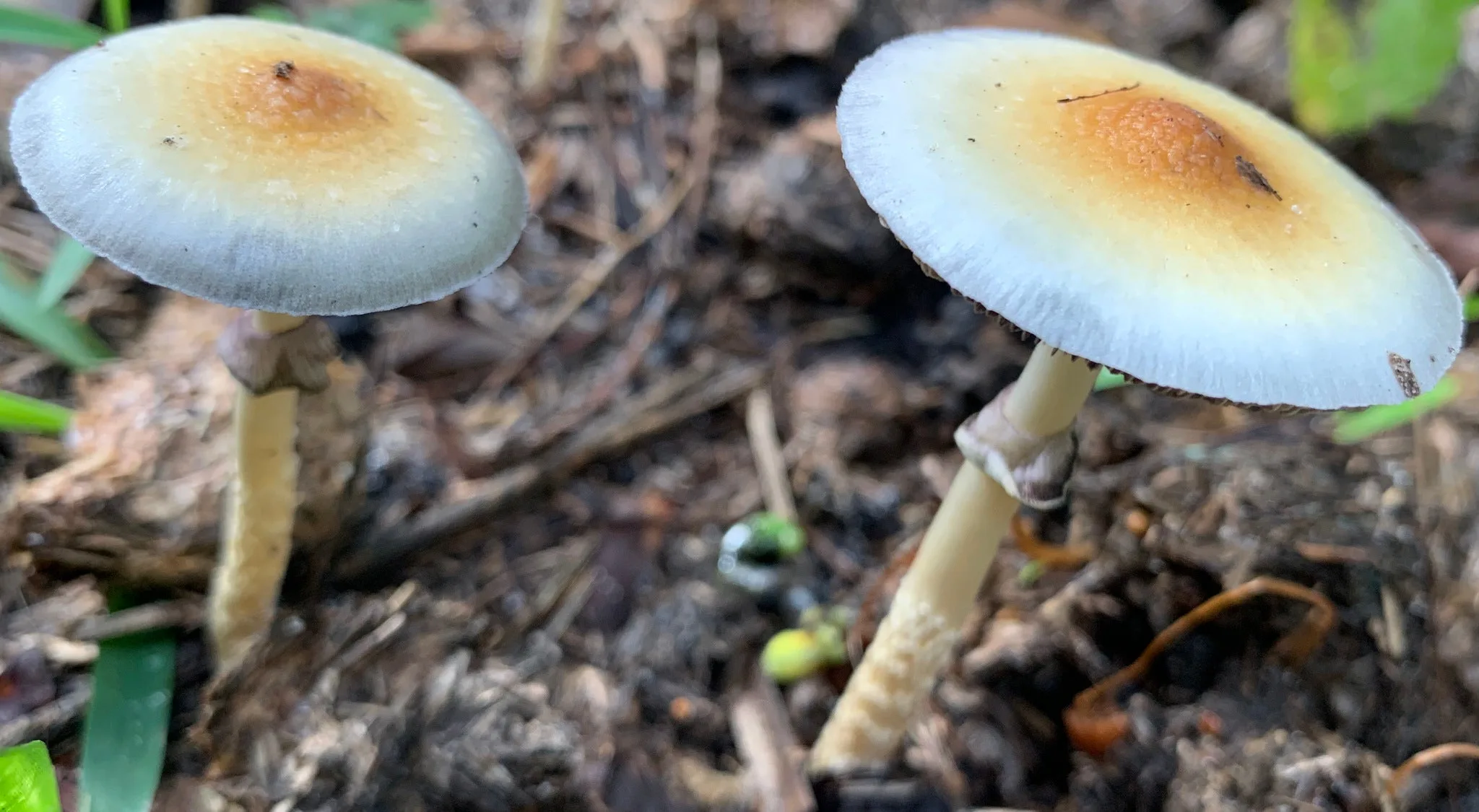 Read more about the article Tidal wave mushrooms