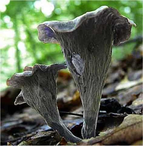 Read more about the article Dried Horn Mushrooms