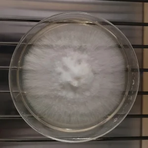 Read more about the article What is pink oyster mycelium on agar?