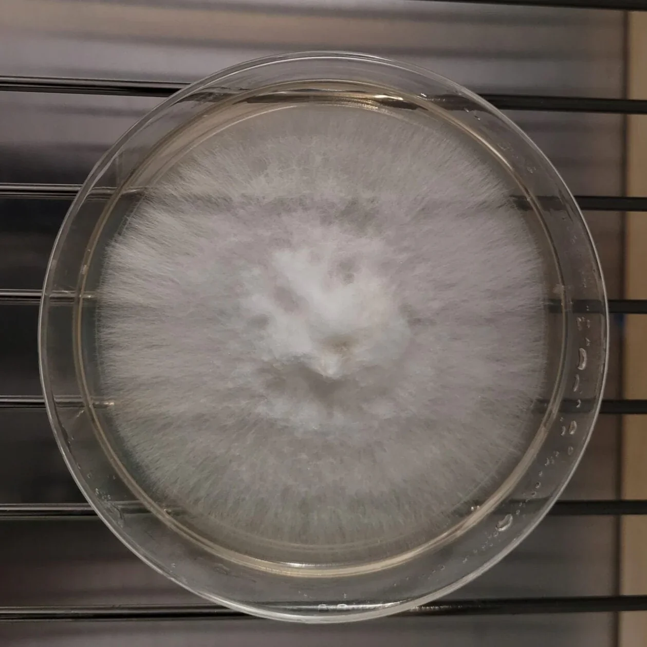 Read more about the article What is pink oyster mycelium on agar?