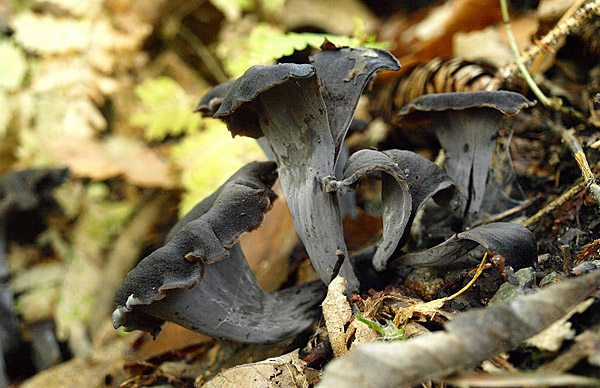Read more about the article Can you eat horn of plenty mushroom?