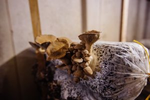 Read more about the article What is the best manure for mushroom substrate?