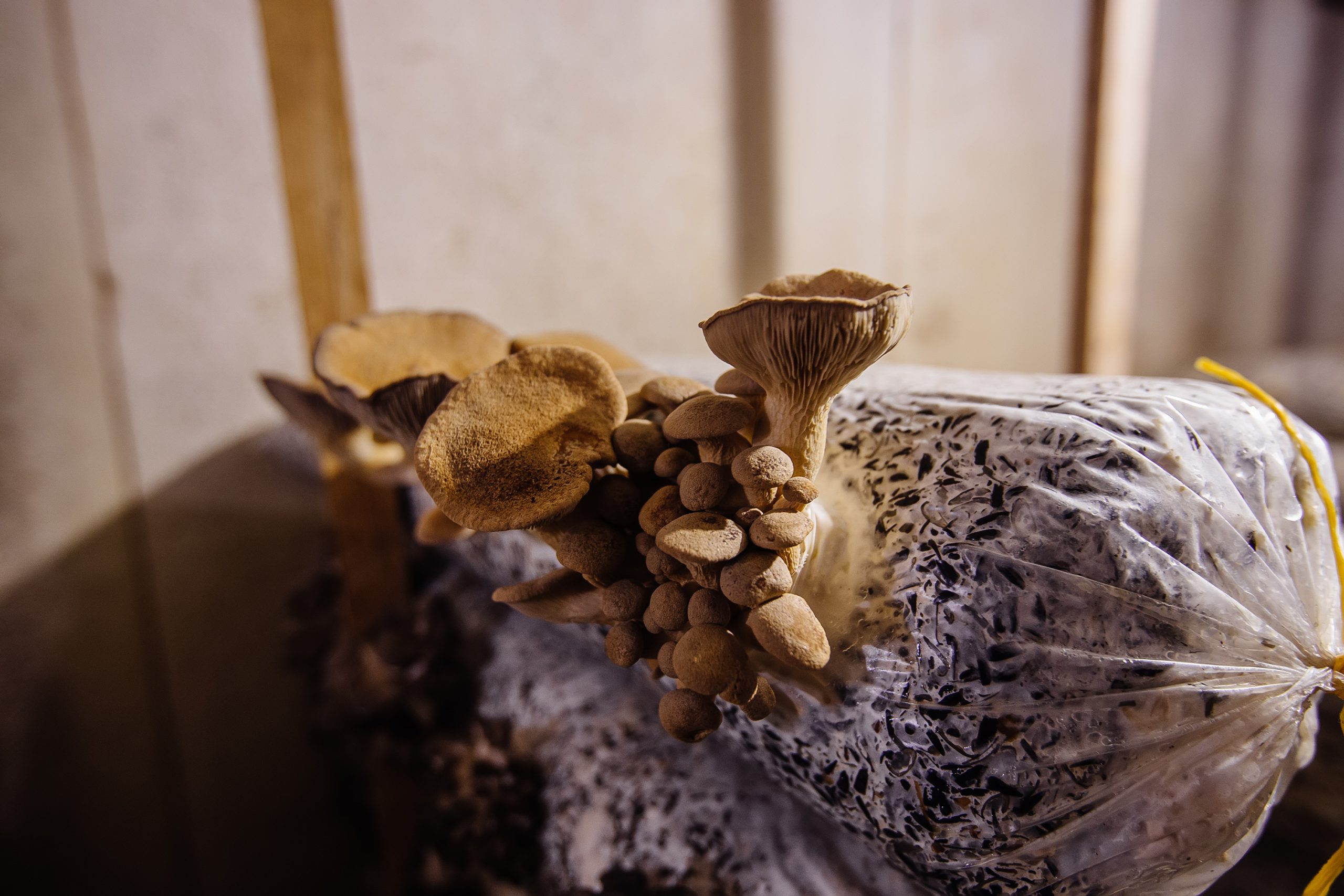 Read more about the article What is the best manure for mushroom substrate?