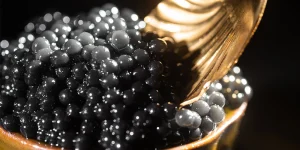 Read more about the article What is the meaning of Sevruga caviar?